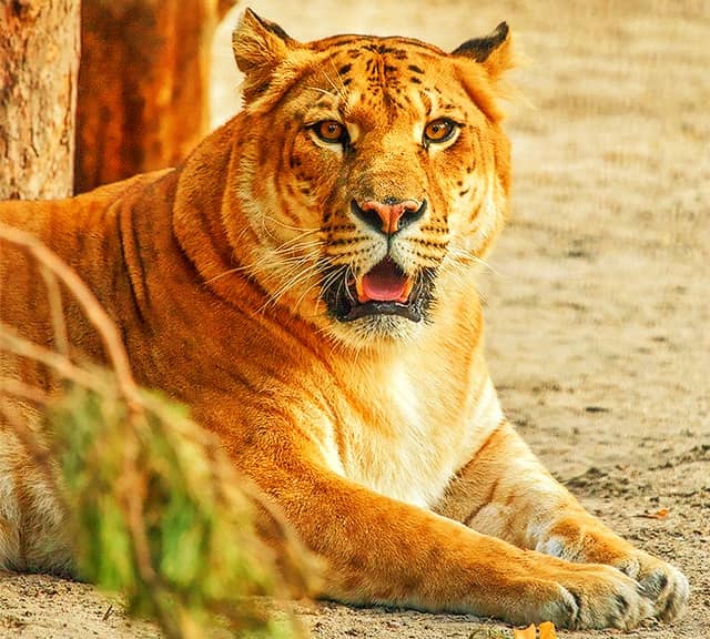 Ligers at Novosibirsk Zoo in Russia.