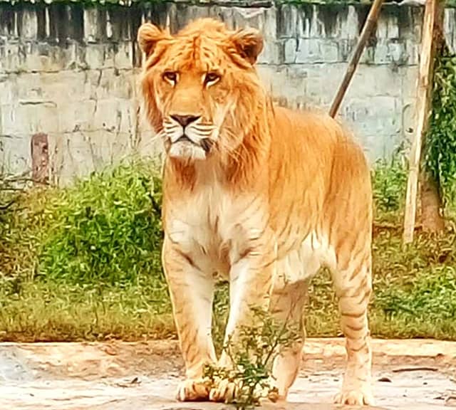 Liger population has increased in China as well. China holds the second biggest population of ligers.