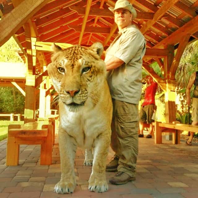 Liger population at Myrtle Beach Safari, South Carolina, USA.