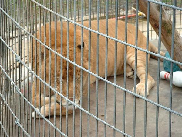 Ligers and Pyometra Research.