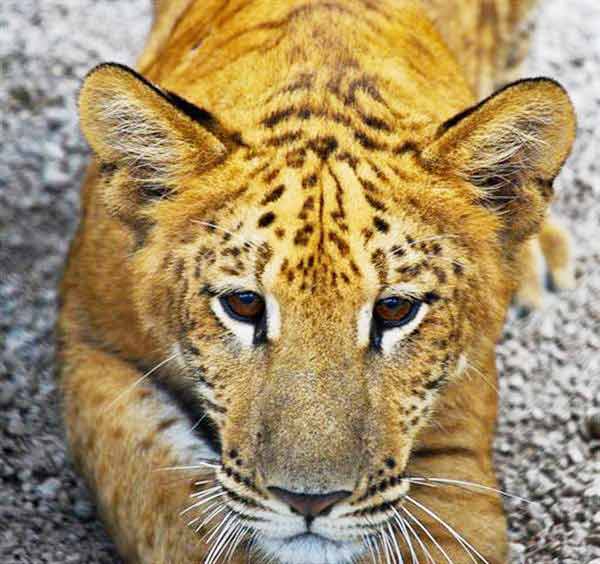 Liger Radar having a closeup view with a Photographer. 