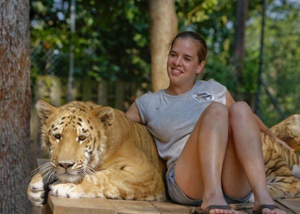 Liger Radar Resting in an Animal Sanctuary.