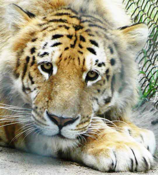 Liger Radar at an animal Sanctuary named as Tigerworld.
