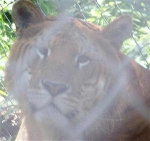 Rocky the liger Killed its Keeper. 