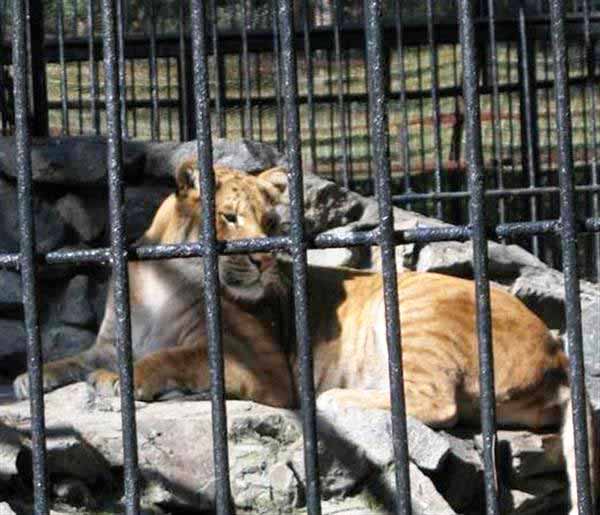 Ligers in Russia are half Siberian Tigers and half African Lions.