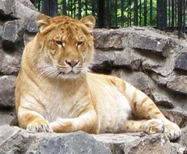 Liger Sitting on Rocks