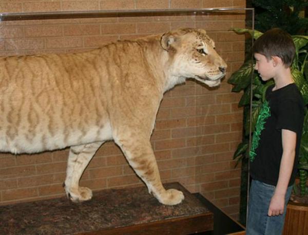 Liger Shasta Visitors Popularity. 