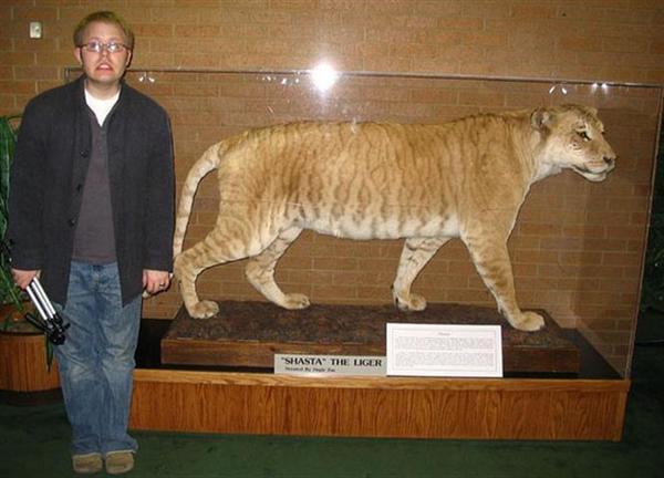 Liger Shasta Lived 24 years. 