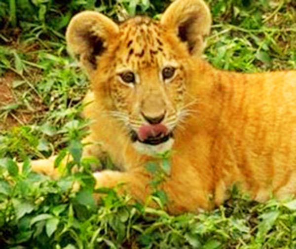 Liger Shasta as a cub during 1948. 