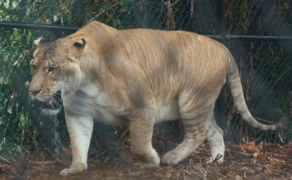 Liger Hercules Speed is 60 Miles per hour. 