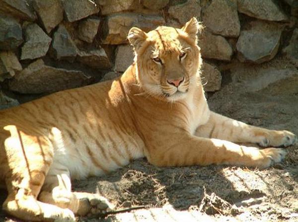 Female Ligers are Fertile. They are not Sterile. 