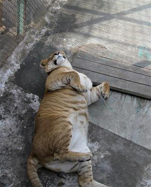 Female Ligers can easily reproduce but not all female Ligers can Reproduce. Some Female Ligers can be sterile. 