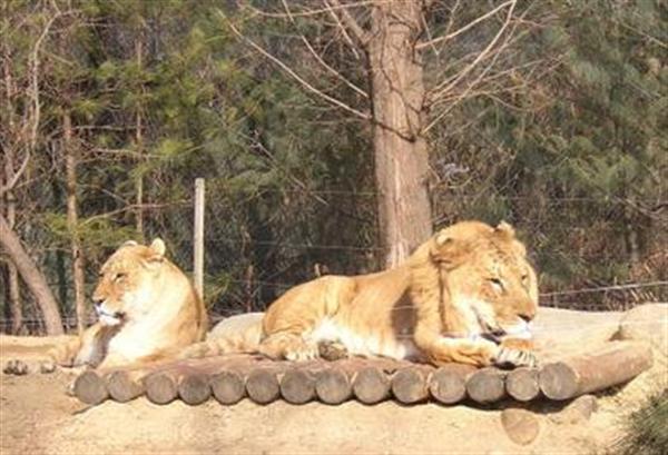 Liger Couple - Male and Female Liger- Male Ligers are Sterile. 