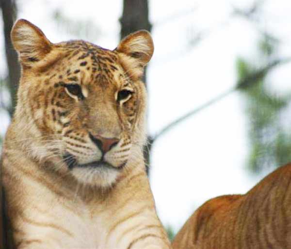 Liger Sterile Rumors are fake, because Female Ligers can easily reproduce.