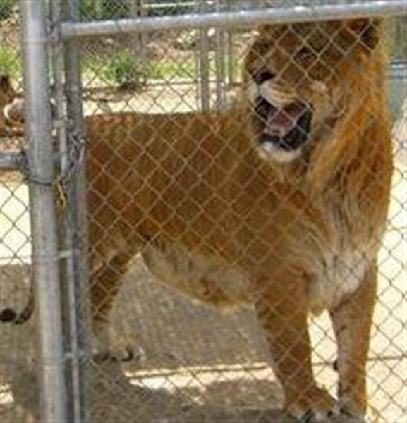 Male Ligers are Sterile. Male Ligers have never reproduced. 