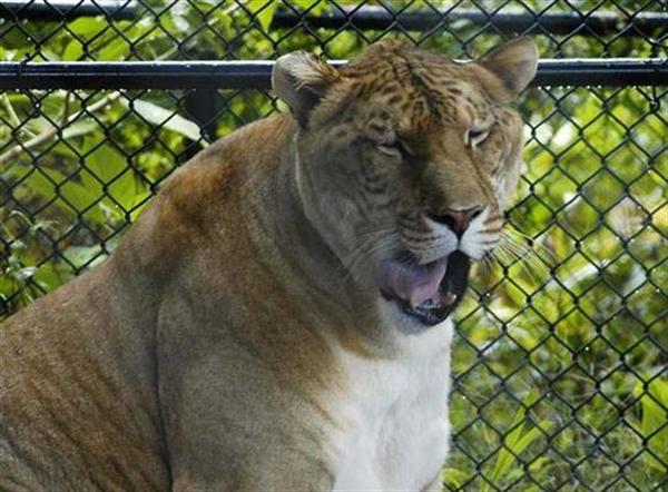 En sömnig letar liger.