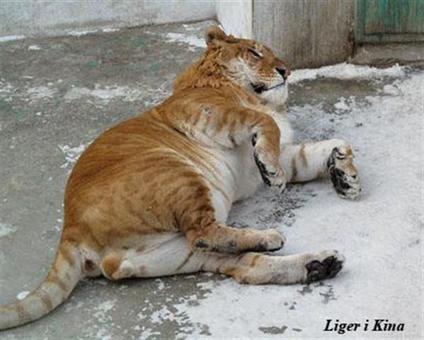 En liger i Kina.