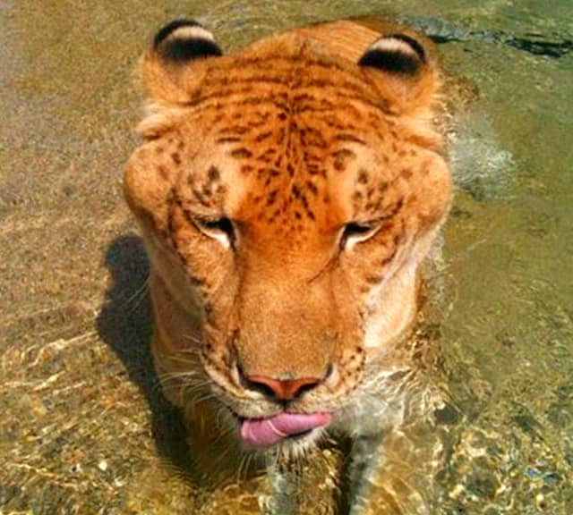 Liger swimming at Myrtle Beach Safari, South Carolina, USA.