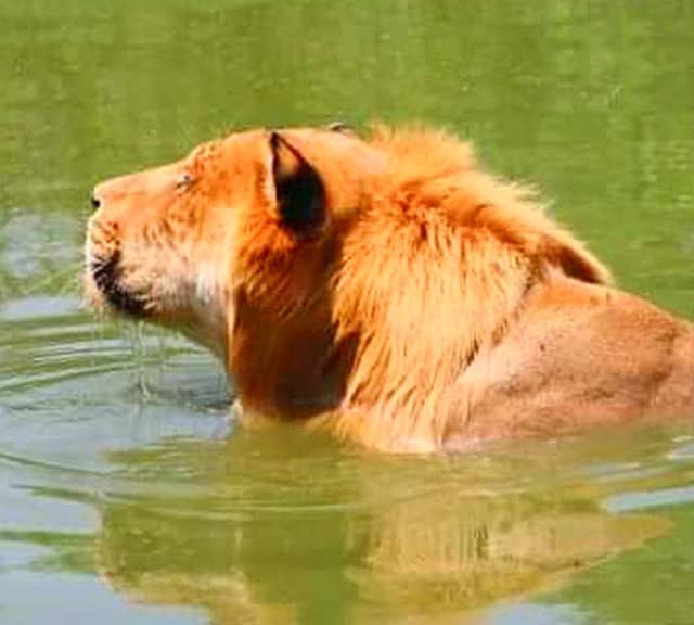 Liger Swimming at Wynnewood Zoo, Oklahoma, USA.