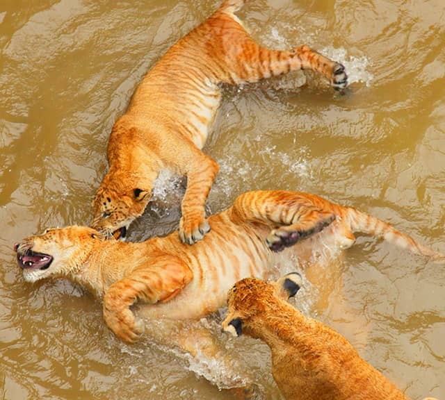 Ligers swimming at Hongshan Forest Zoo in China.