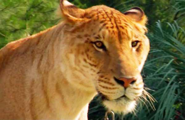 Liger Sinbad is the Tallest Liger in the world. 