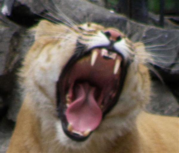 Liger has 30 Teeth. Both Lions and Tigers also have 30 Teeth.