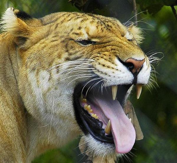 Ligers have Powerful Teeth.