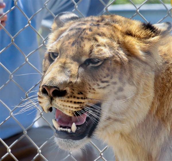 Ligers Strong Teeth. 