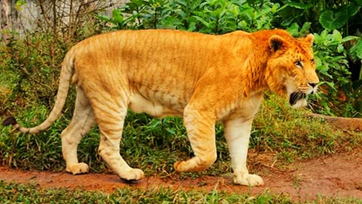Hybrid animals contribute to the big cat conservation and research.