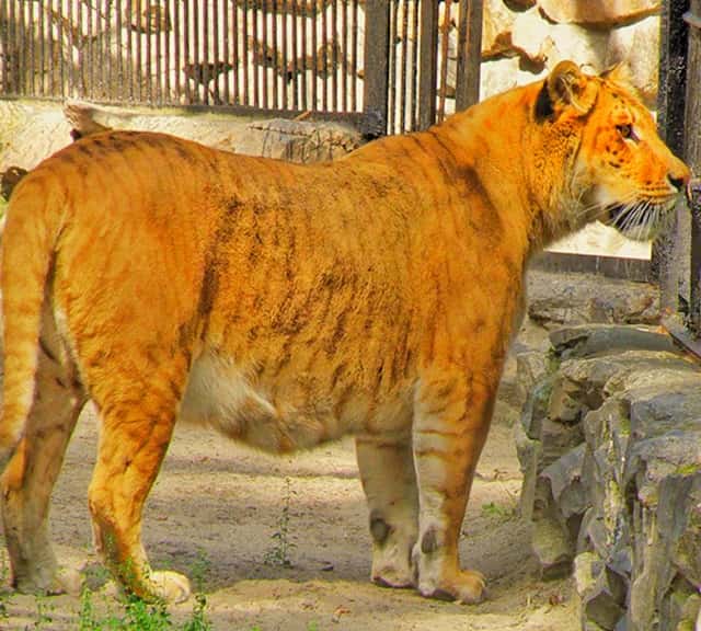 Ligers are the first generation of the hybrid big cats.