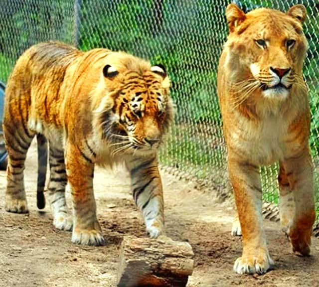 Ligers, Ti-Ligers and Ti3-Ligers are the three generations of the hybrid big cats.