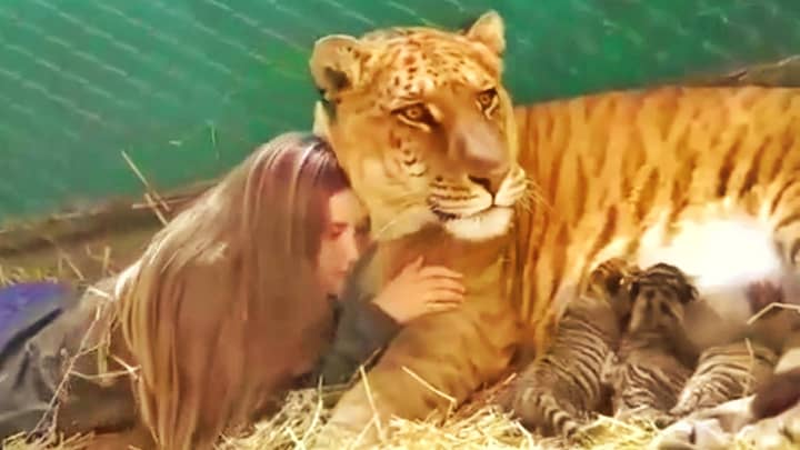 Ligers are not the sterile hybrid because they can give birth to the young ones.