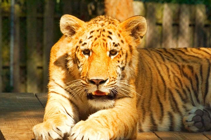 Ti-Ligers are the 2nd Generation Hybrid Big Cats.