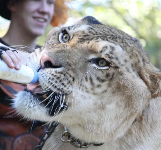 Liger Cost and Trade.