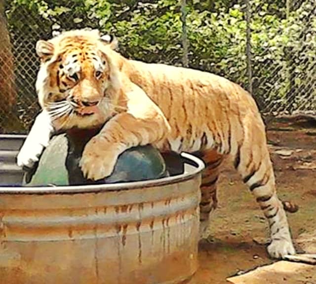 Tiliger the Liger. Types of Ligers.