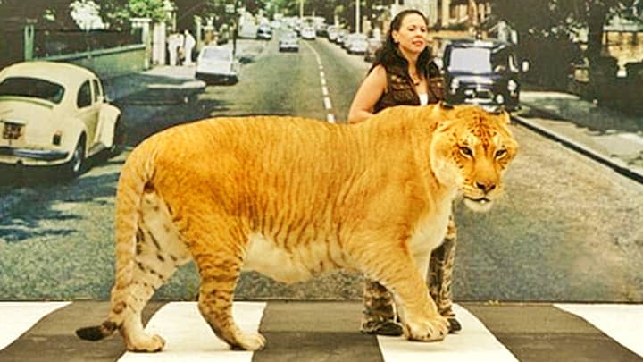 Types of Ligers. Maned Liger, Maneless Liger, Tiger-lookalike and White Liger.