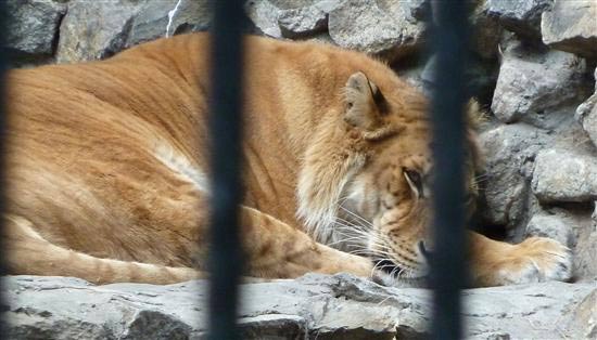 Liger Life Difficulties because of health problems. 