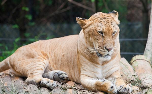 ligers are unhealthy.