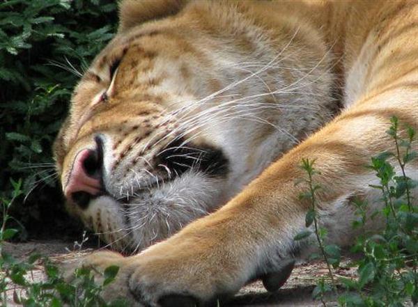 Ligers were gifted to Queen Victoria of England, Britain and United Kingdom by British Troops based in India.