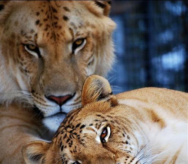 Ligers presented to Queen Victoria of England and United Kingdom.