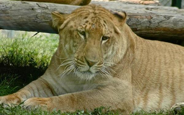 Liger in United Kingdom England.