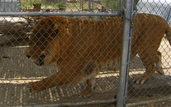 Hobbs the liger at Reno Zoo in United States