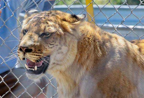 Kalika the liger at Reno Zoo in United States. 