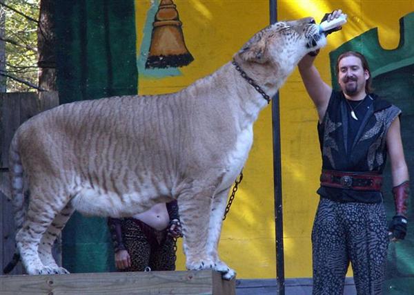 Liger at King Richard's Faire - Massachussets United States. 