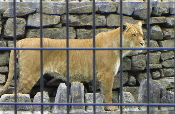 Liger standing on rocks