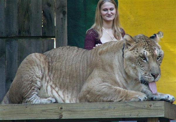 Liger vs Wildebeest - A Comparison