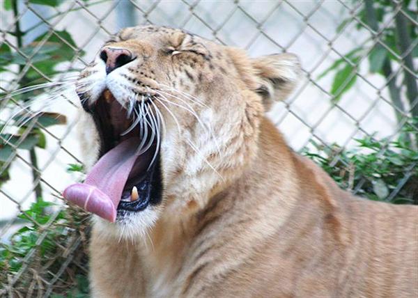 A Sleepy liger at an animal sanctuary in United States