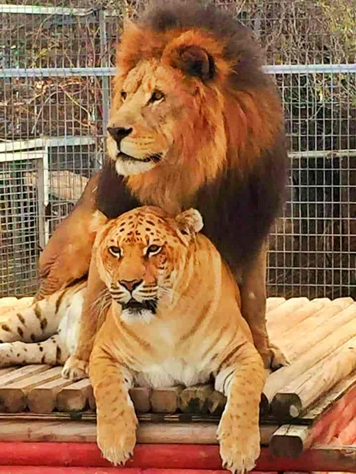 'Liger vs lion - Facial Markings comparison. Liger has spotted while lion doesn't have any.