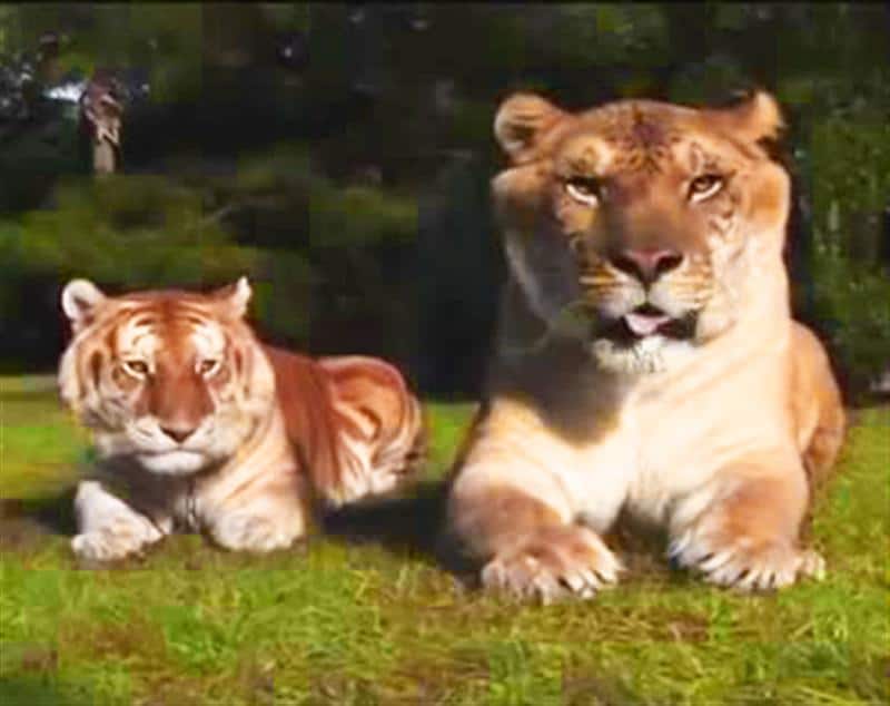 Some people mistakenly assume liger as a golden tabby tiger. 