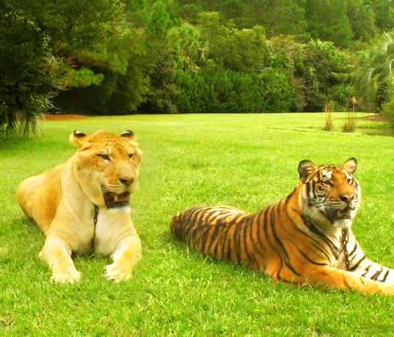 Liger vs Tiger Weight Comparison. A Liger weighs around 900 pounds. A Tiger weighs around 650 Pounds.